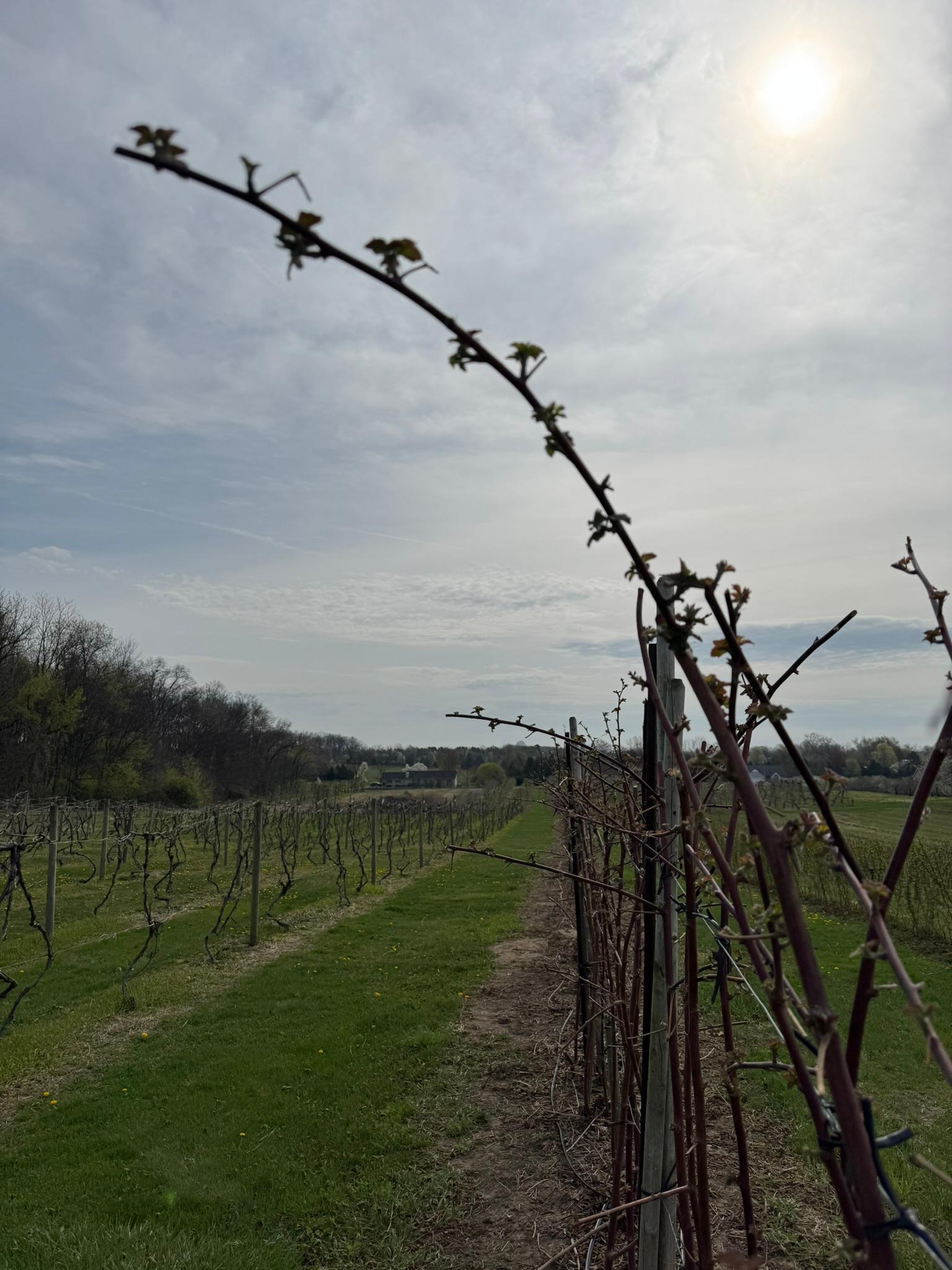 Blackberry2_Kapnicks_April25_2025 - Copy (2).JPEG